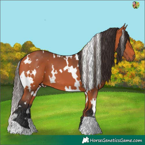 Horse Color:White Spotted Bay 