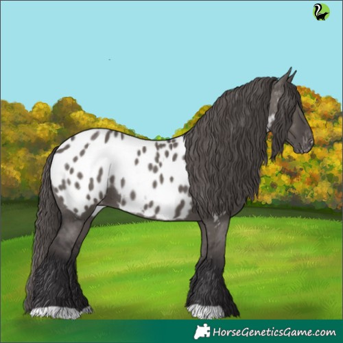 Horse Color:Smoky Grullo Appaloosa 