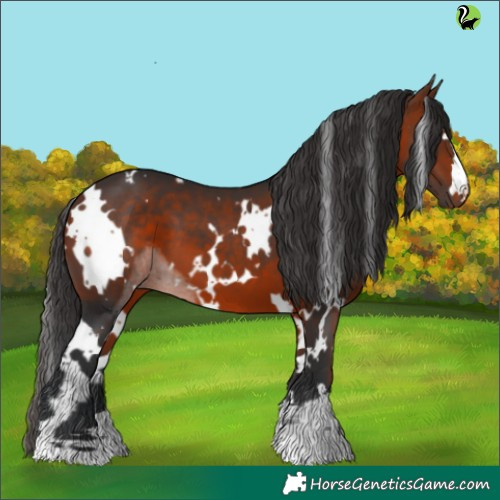 Horse Color:White Spotted Brown 