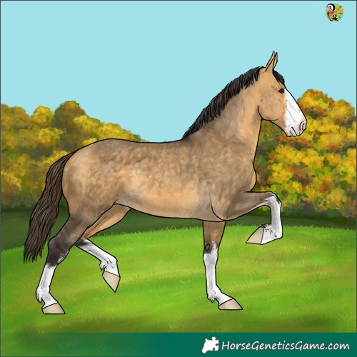 Horse Color:White Spotted Buckskin Dun 