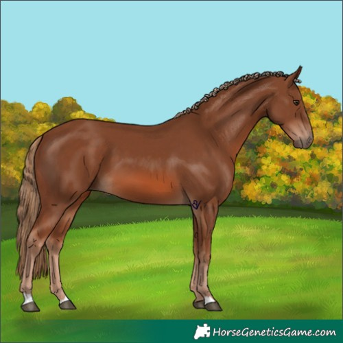 Horse Color:Chestnut 