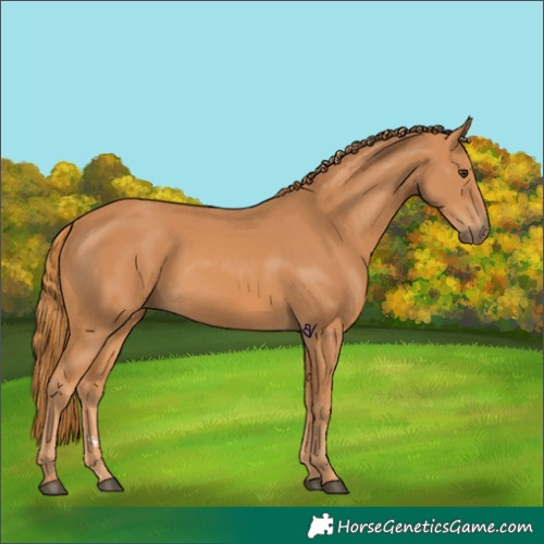 Horse Color:Chestnut 