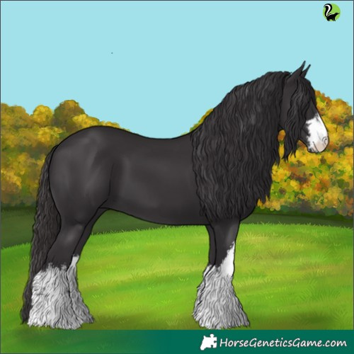 Horse Color:White Spotted Smoky Black 