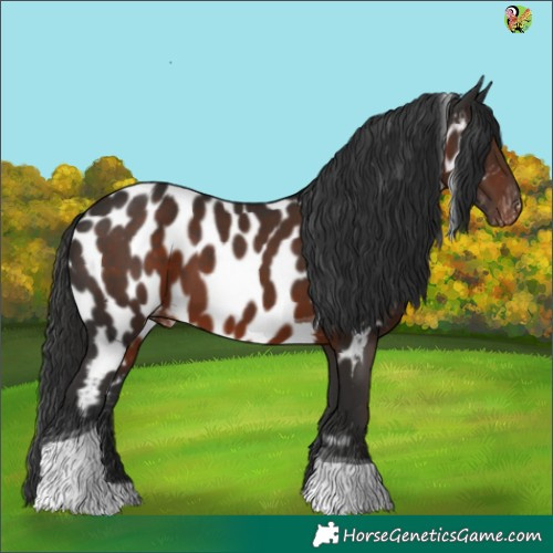 Horse Color:Liver Chestnut Tobiano Appaloosa 