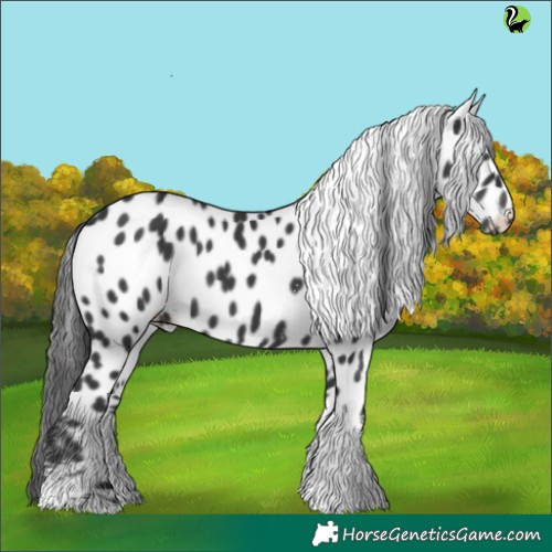 Horse Color:Black Sabino Tobiano Appaloosa 