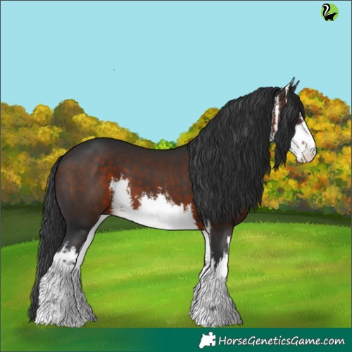 Horse Color:White Spotted Brown 