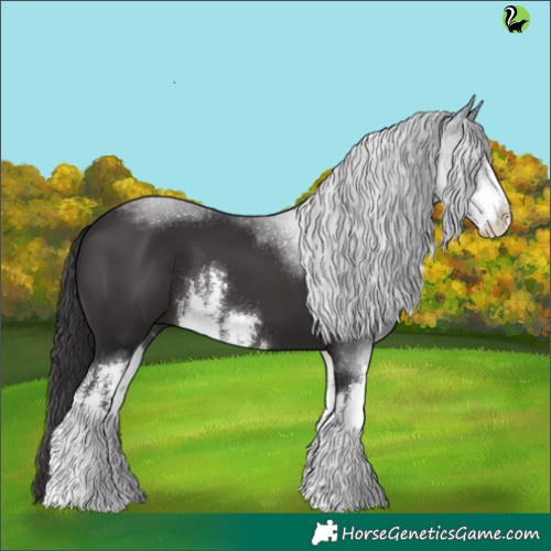 Horse Color:White Spotted Smoky Black 