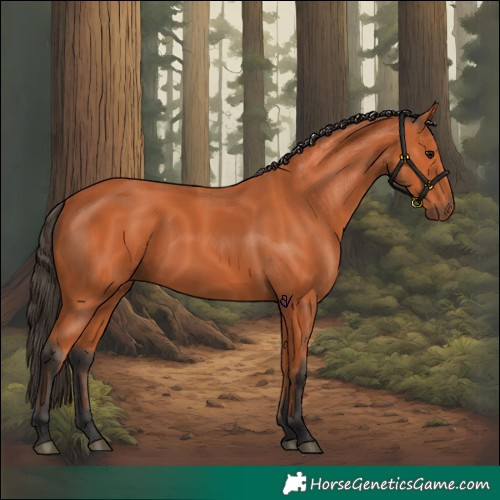 Horse Color:Bay 
