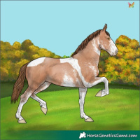 Horse Color:White Spotted Brown Pearl Tobiano