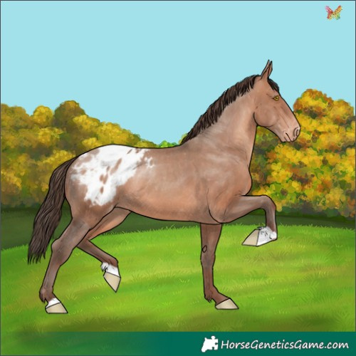 Horse Color:Sable Champagne Appaloosa Rabicano