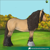 Horse Color:Buckskin Dun 