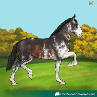Horse Color:White Spotted Brown Appaloosa 