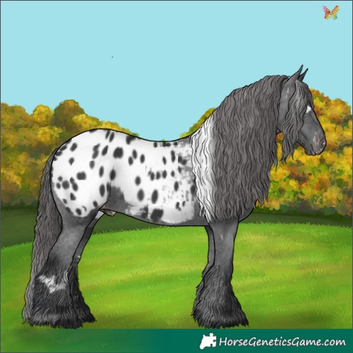 Horse Color:White Spotted Black Appaloosa 