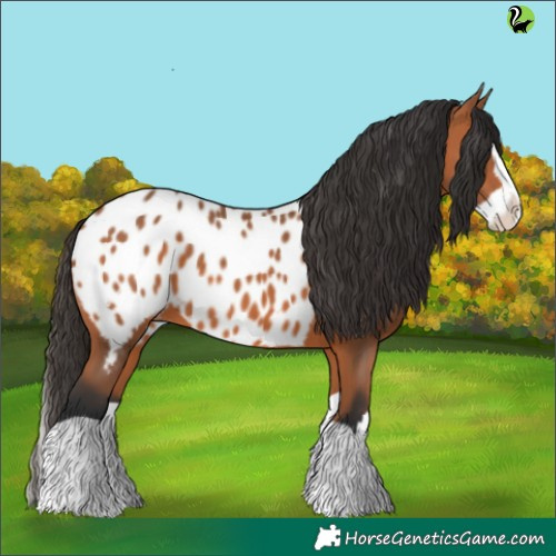 Horse Color:Bay Splash Appaloosa 