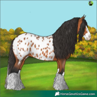 Horse Color:Bay Splash Appaloosa 