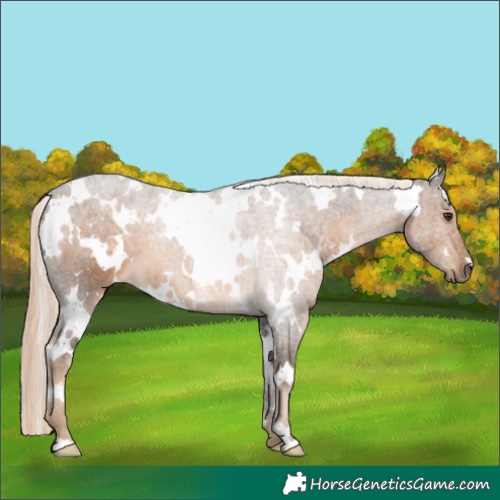 Horse Color:White Spotted Chocolate Palomino