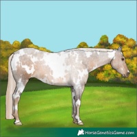 Horse Color:White Spotted Chocolate Palomino 