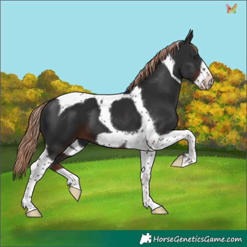 Horse Color:Liver Chestnut Tobiano Frame 