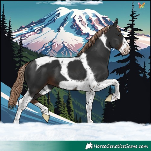 Horse Color:Liver Chestnut Tobiano Frame 