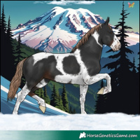 Horse Color:Liver Chestnut Tobiano Frame 