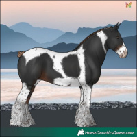 Horse Color:Liver Chestnut Tobiano Frame 
