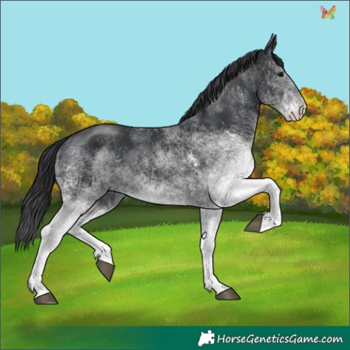 Horse Color:White Spotted Black