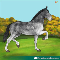 Horse Color:White Spotted Black 