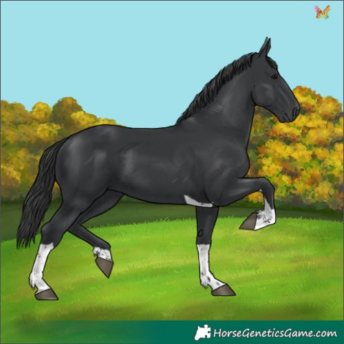 Horse Color:Black Tobiano 
