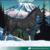 Horse Color:Black Tobiano 