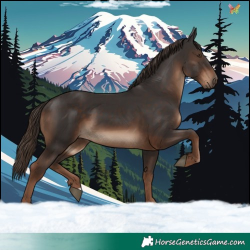 Horse Color:Liver Chestnut 
