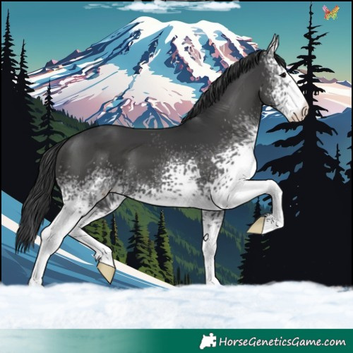 Horse Color:White Spotted Black
