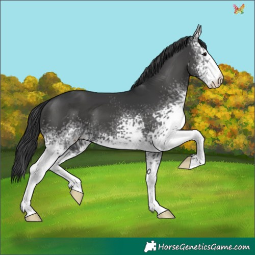 Horse Color:White Spotted Black 