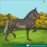 Horse Color:Silver Black