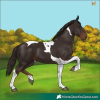 Horse Color:Liver Chestnut Tobiano 
