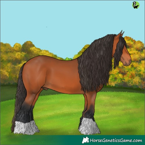 Horse Color:Bay 