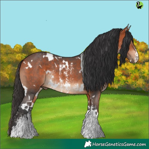 Horse Color:White Spotted Brown Sabino Rabicano 