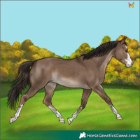 Horse Color:Liver Red Dun 