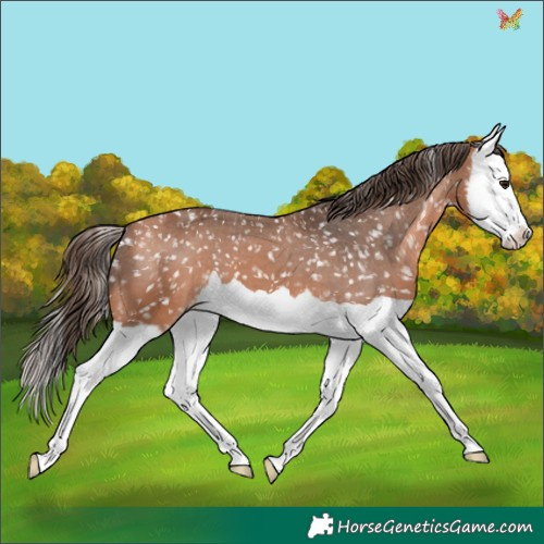 Horse Color:Bay Mushroom Splash Snowflake Varnish