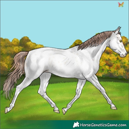 Horse Color:White Spotted Gold Champagne Dun Splash Appaloosa