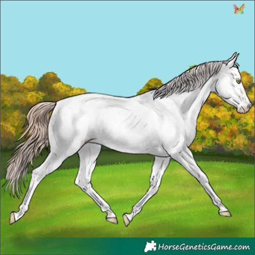 Horse Color:White Spotted Gold Champagne Dun Splash Appaloosa 