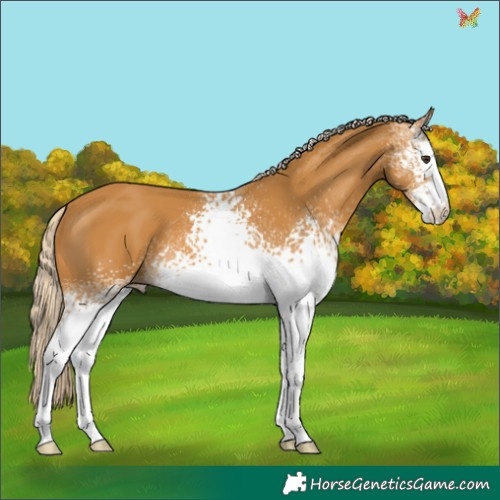 Horse Color:White Spotted Palomino 