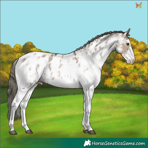 Horse Color:White Spotted Liver Red Dun Mushroom Appaloosa 