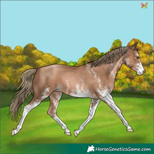 Horse Color:White Spotted Liver Chestnut Pearl 