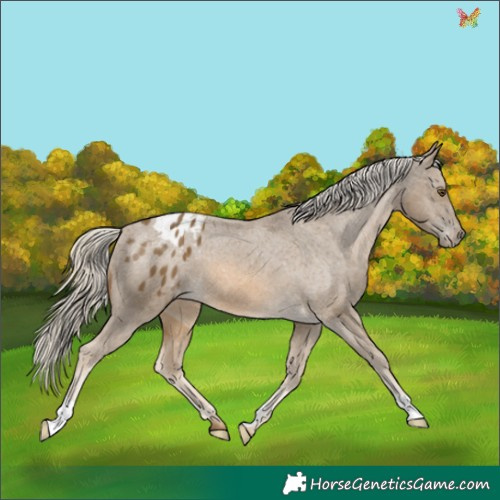 Horse Color:Chocolate Palomino Mushroom Appaloosa 