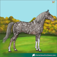 Horse Color:Liver Chestnut Mushroom Tobiano Snowflake Varnish 