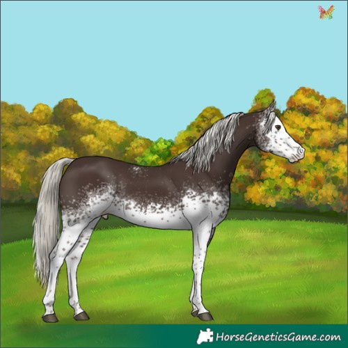 Horse Color:White Spotted Liver Chestnut Mushroom 