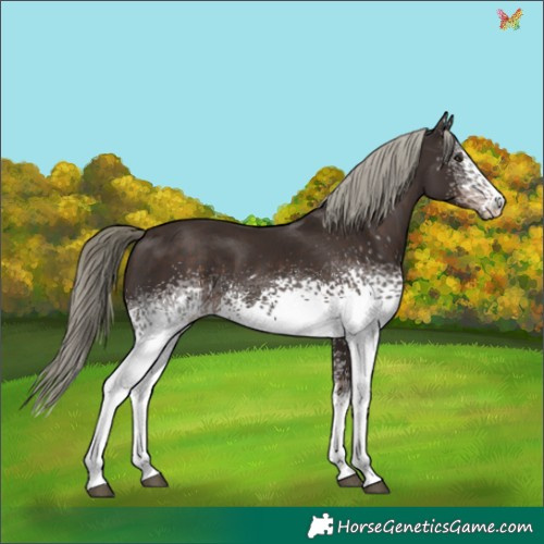 Horse Color:White Spotted Liver Chestnut Mushroom 