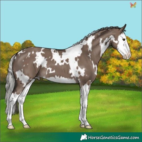 Horse Color:White Spotted Liver Red Dun Mushroom Splash 