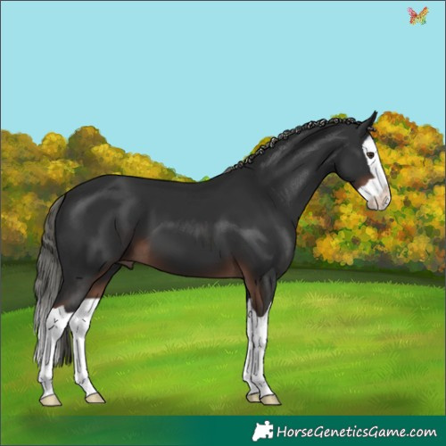 Horse Color:Liver Chestnut Mushroom Splash 