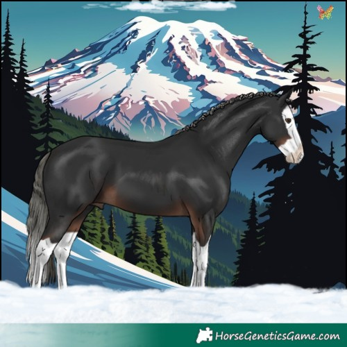 Horse Color:Liver Chestnut Mushroom Splash 